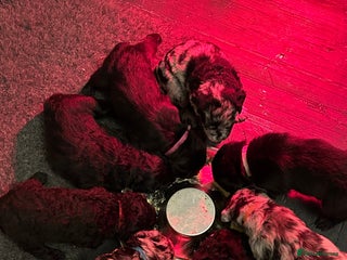 Labradoodle dogs Adorable Home-Raised F2B Labradoodle Puppies - Advert 1