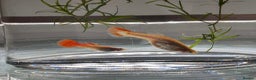 Other/Mixed Breed fish for sale: Mixed guppies 2-3 cm; guppy Fry. Fast delivery - Advert 6