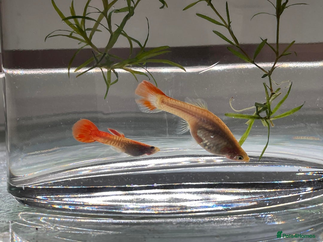Other/Mixed Breed fish for sale: Mixed guppies 2-3 cm; guppy Fry. Fast delivery - Image 6