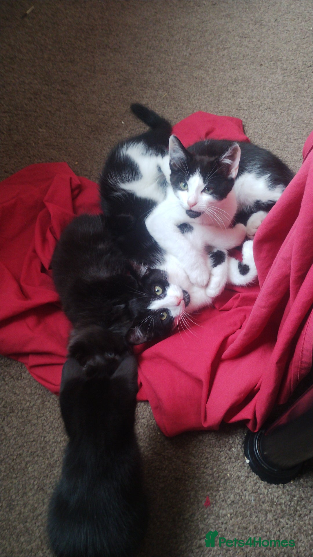 Mixed Breed cats for sale: Black kittens  - Image 24