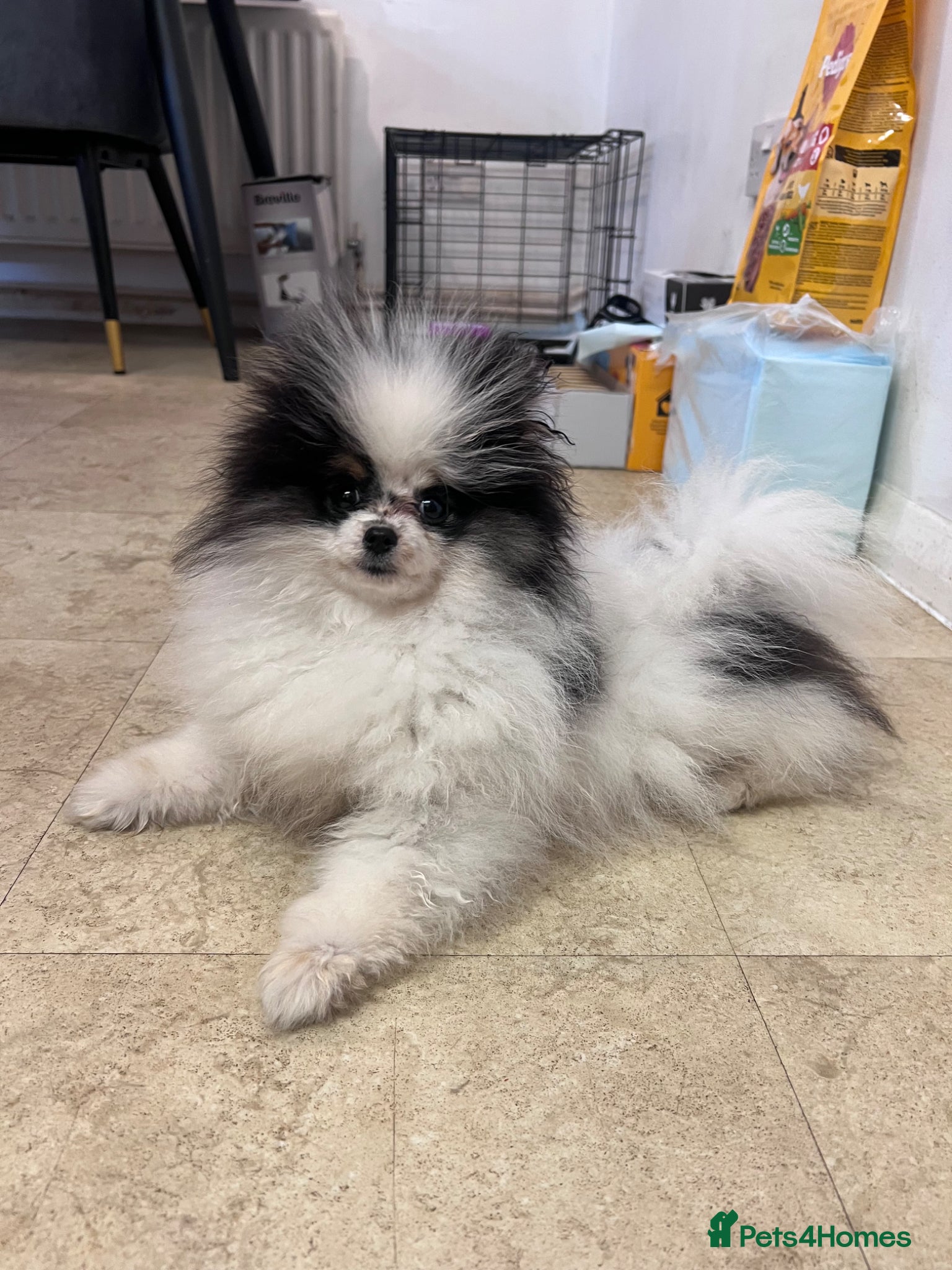 Pomeranian dogs 5 STAR POMERANIAN PUPPY - Advert 14