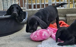 Bocker dogs for sale: Beautiful Bocker Boys - Ready Now - Image 15