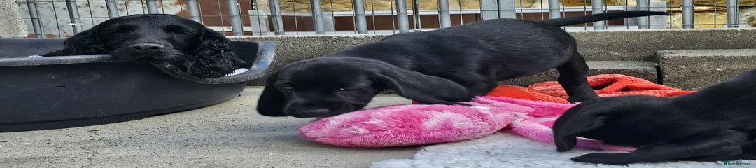 Bocker Puppy 3