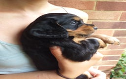 Cocker Spaniel dogs for sale: Gamekeeper bred Working Cocker Spaniels - Image 4