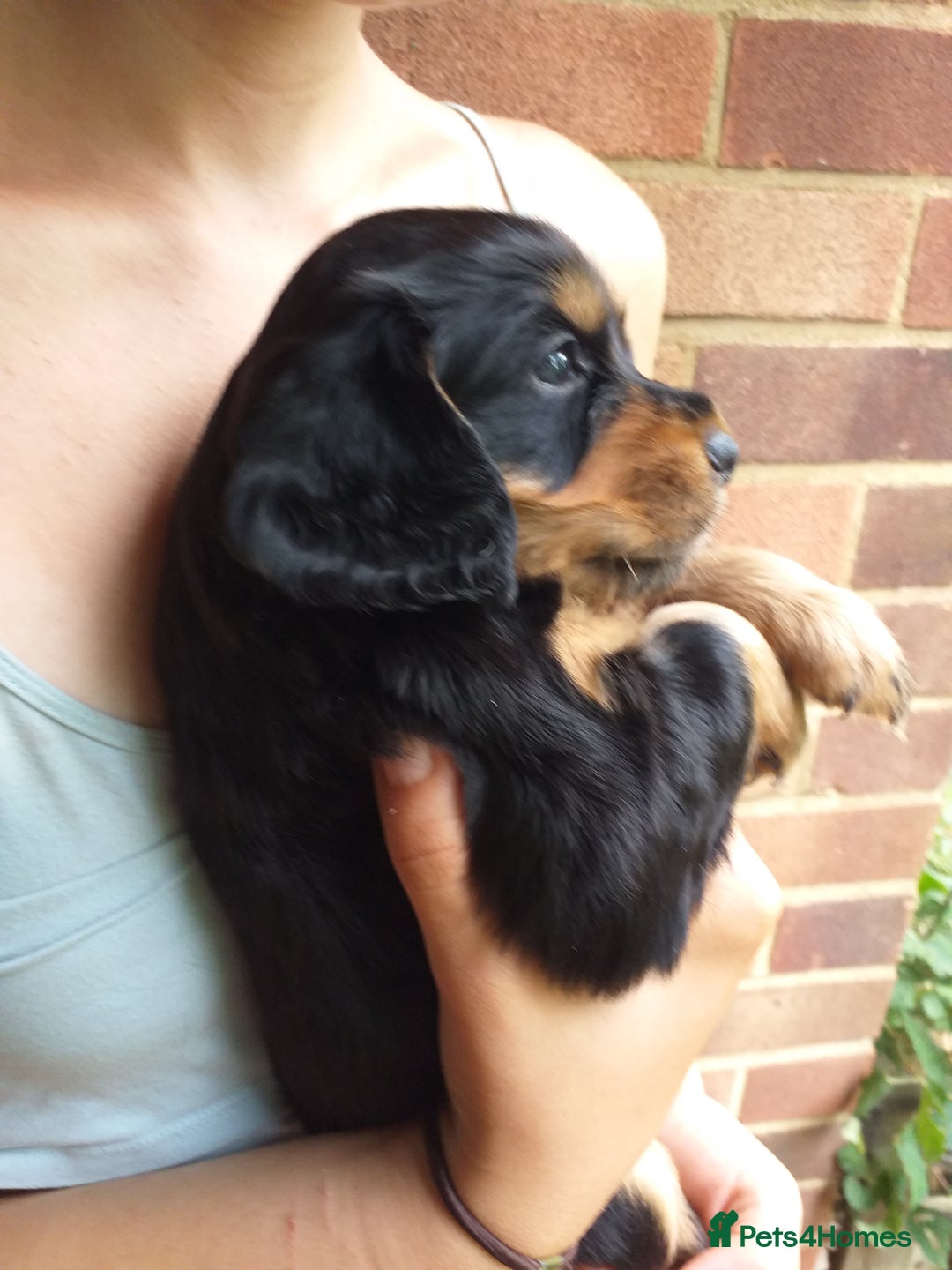 Cocker Spaniel dogs for sale: Gamekeeper bred Working Cocker Spaniels - Image 4