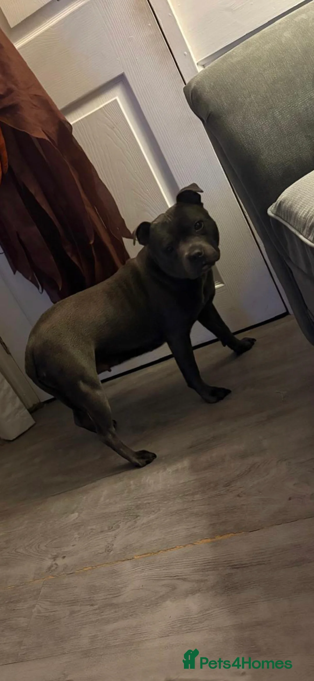 Staffordshire Bull Terrier dogs for sale: 6 year old blue female  - Advert 2