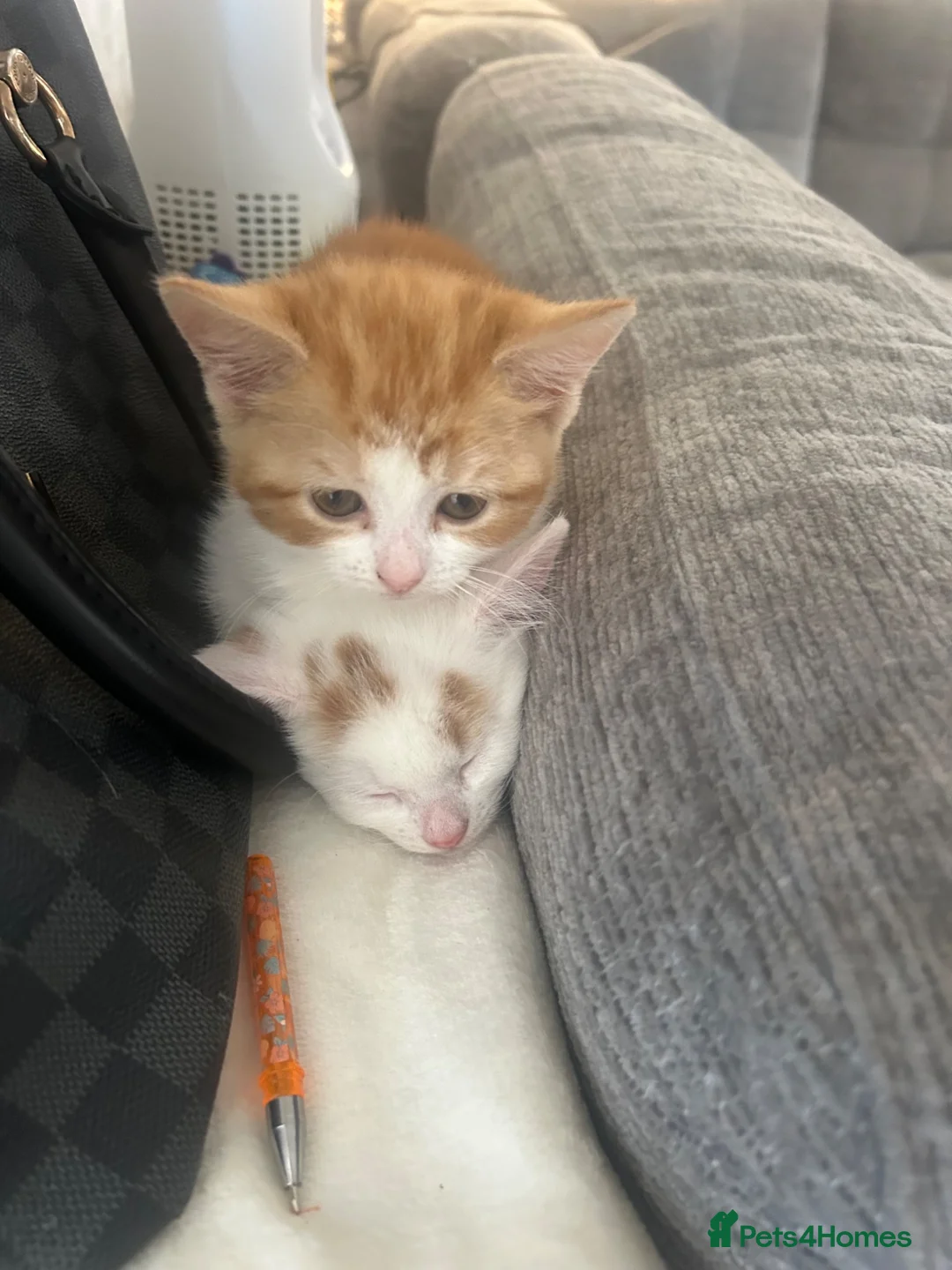 Mixed Breed cats for sale: Two kittens ready to go  - Advert 7