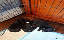 Borador dogs for sale: Borador puppies - Image 5