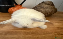 Mini Lop rabbits for sale: Pure mini lops  - Image 8