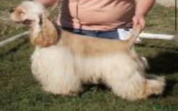 Cockapoo dogs for sale: Rare stunning American miniature teddy cockapoos  - Image 17