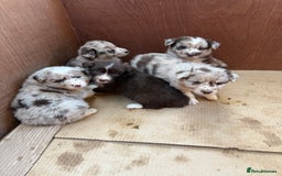 Border Collie dogs for sale: Beautiful Red Merle & Red Border Collie Puppies - Advert 7