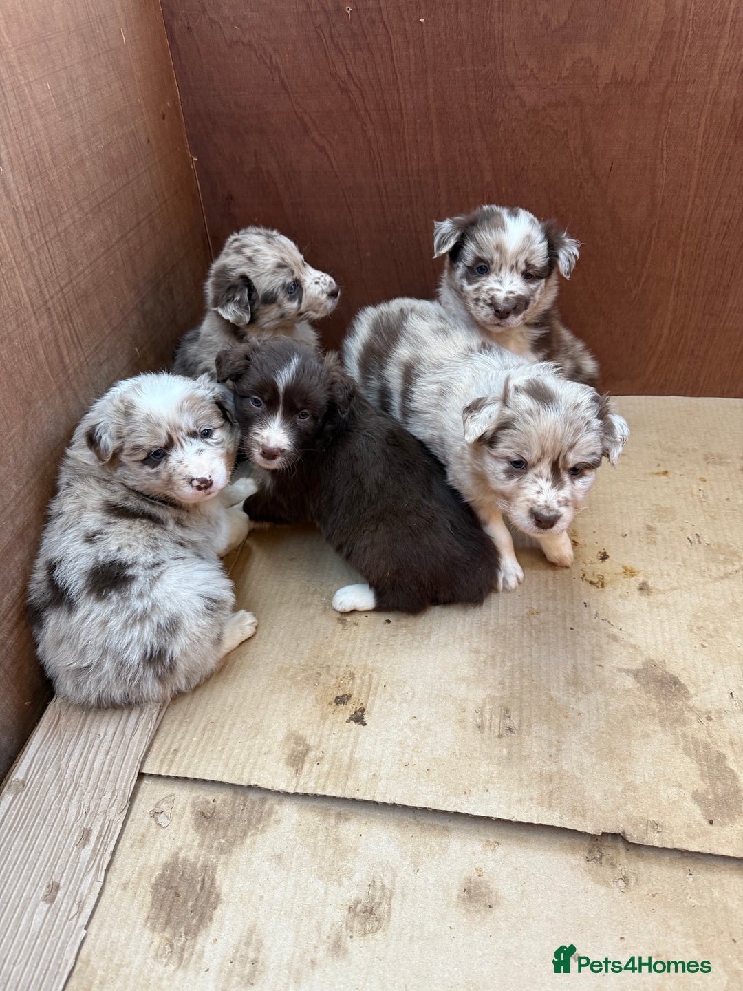 Border Collie dogs for sale: Beautiful Red Merle & Red Border Collie Puppies - Advert 7