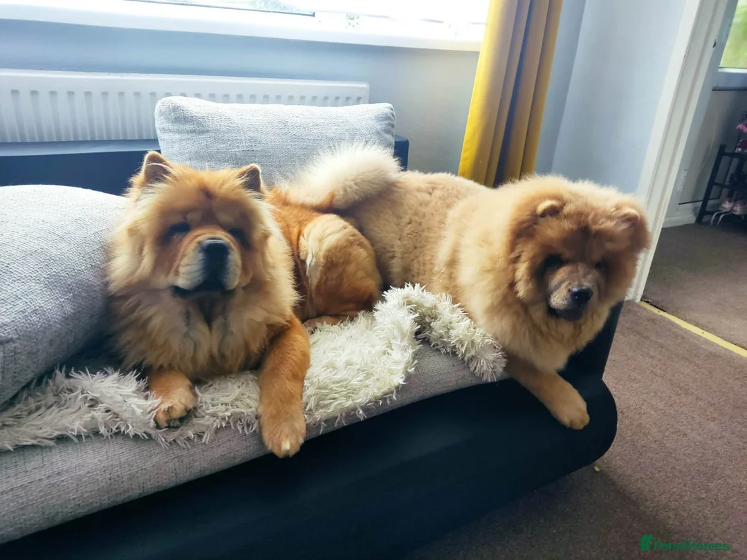 Chow Chow dogs for sale: KC REGISTERED POPPY  - Advert 4
