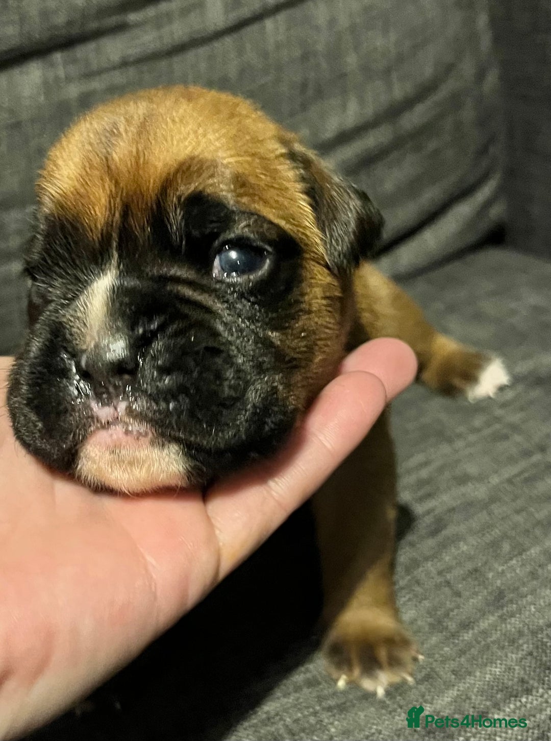 Boxer dogs for sale: Beautiful bob/tailed litter pure boxers  - Advert 23