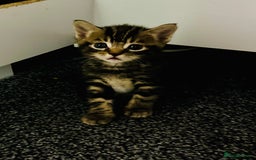 Mixed Breed cats for sale: 5 beautiful kittens for sale  - Image 13
