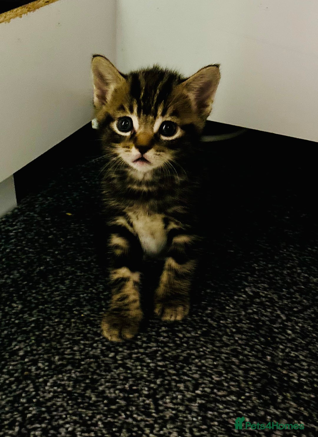 Mixed Breed cats for sale: 5 beautiful kittens for sale  - Image 13