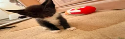 Mixed Breed cats for sale: Beautiful Black Girl - Advert 2