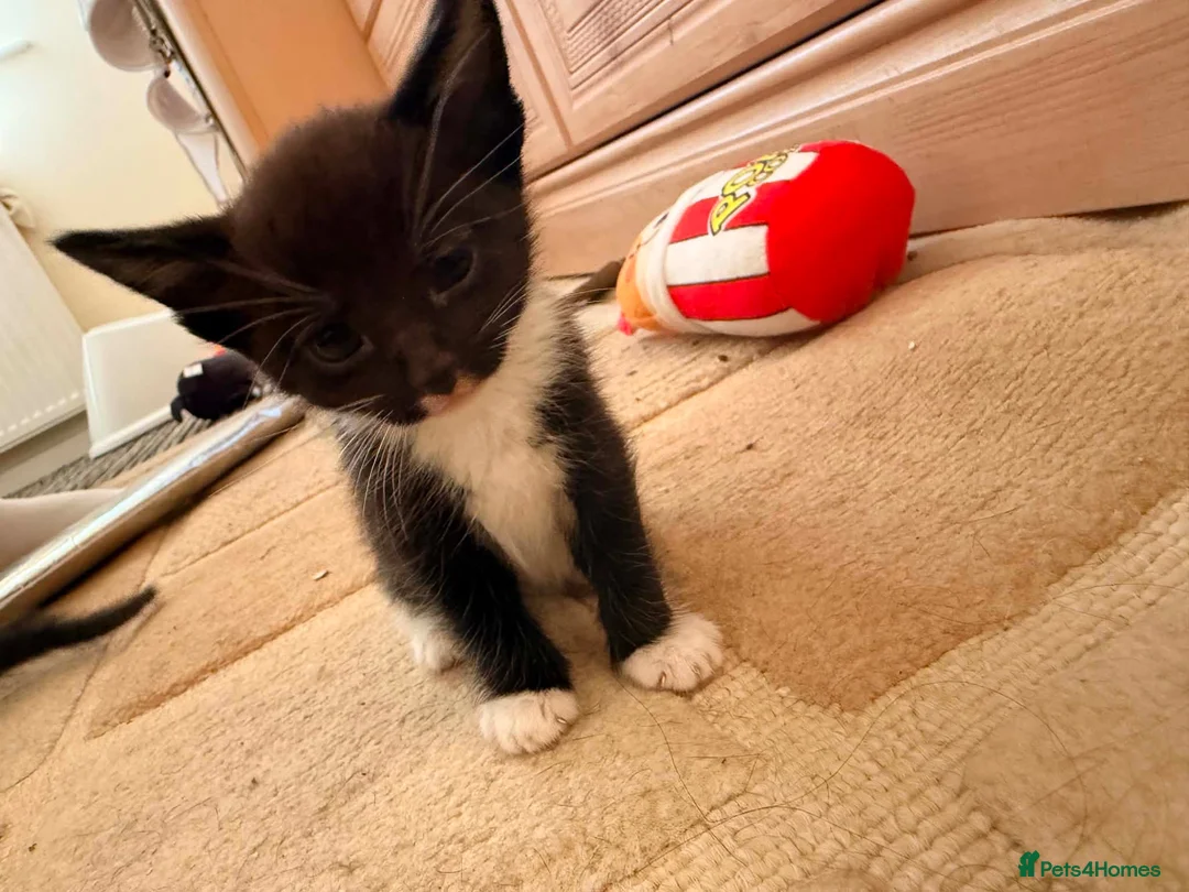 Mixed Breed cats for sale: Beautiful Black Girl - Advert 2