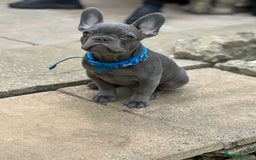 French Bulldog dogs for sale: French bulldog puppy  - Image 2