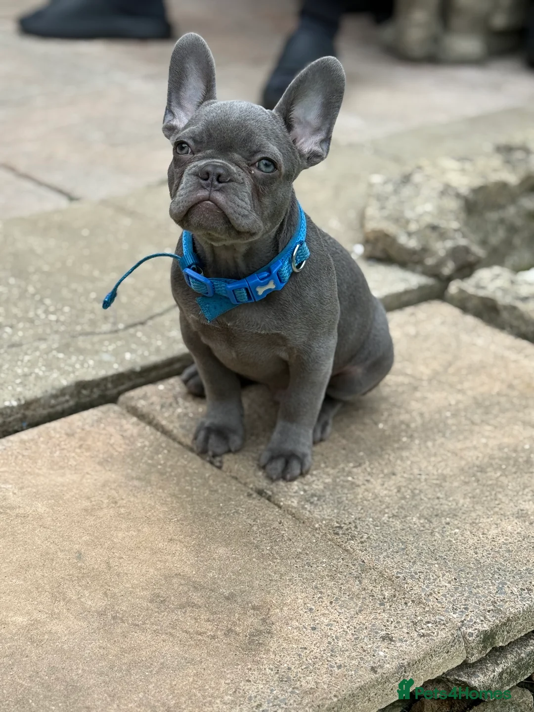 French Bulldog dogs for sale: French bulldog puppy  - Advert 2