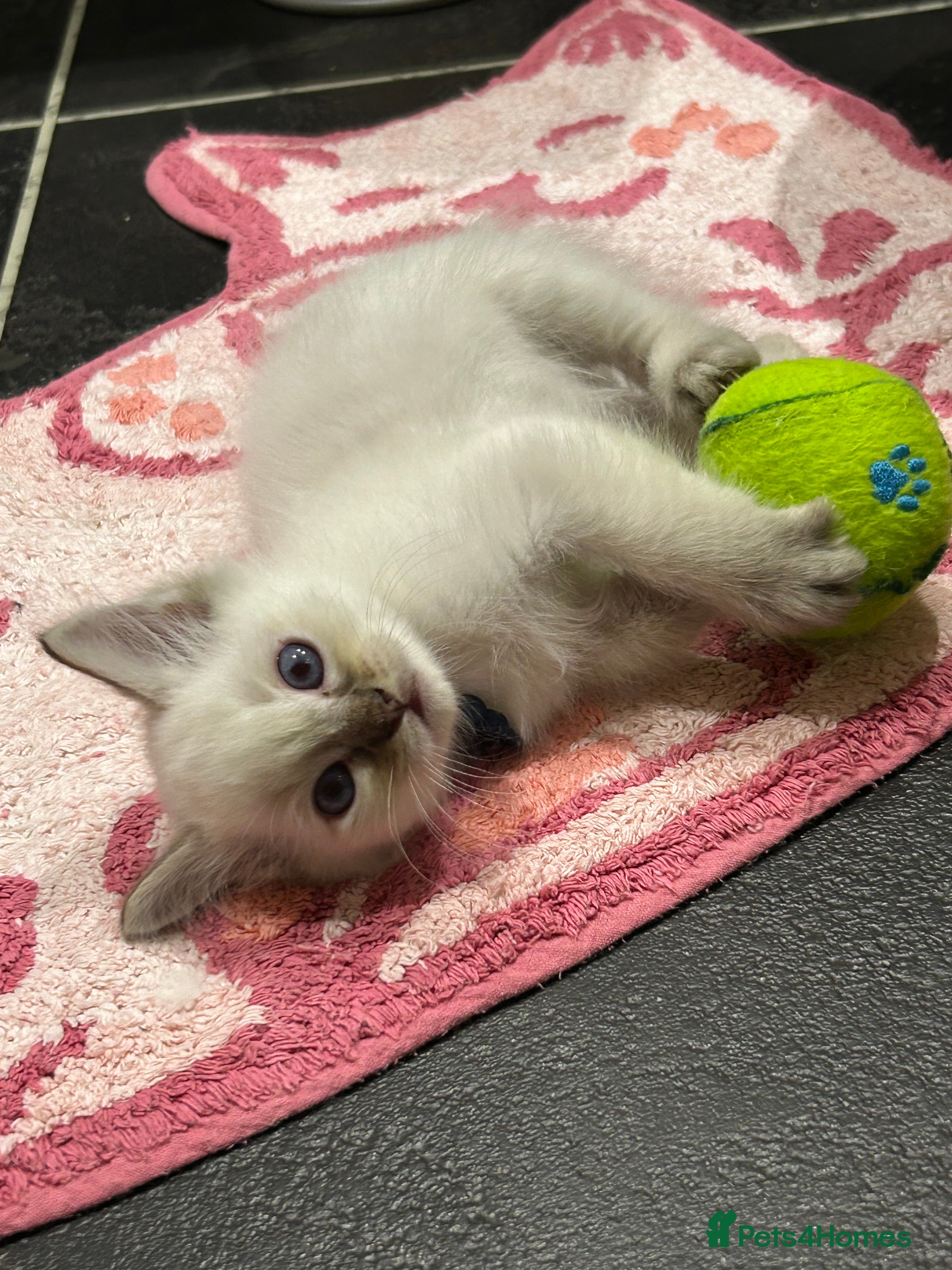 Ragdoll cats 2 8 WEEK OLD MALE SEAL LYNX KITTENS 😻🩵😻🖤😻 - Advert 5