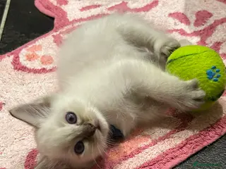 Ragdoll cats 2 8 WEEK OLD MALE SEAL LYNX KITTENS 😻🩵😻🖤😻 - Advert 5