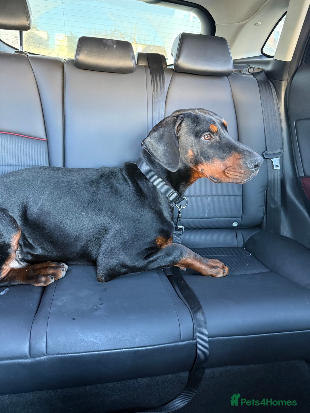 Dobermann dogs for sale: Male Doberman for Sale - Advert 7
