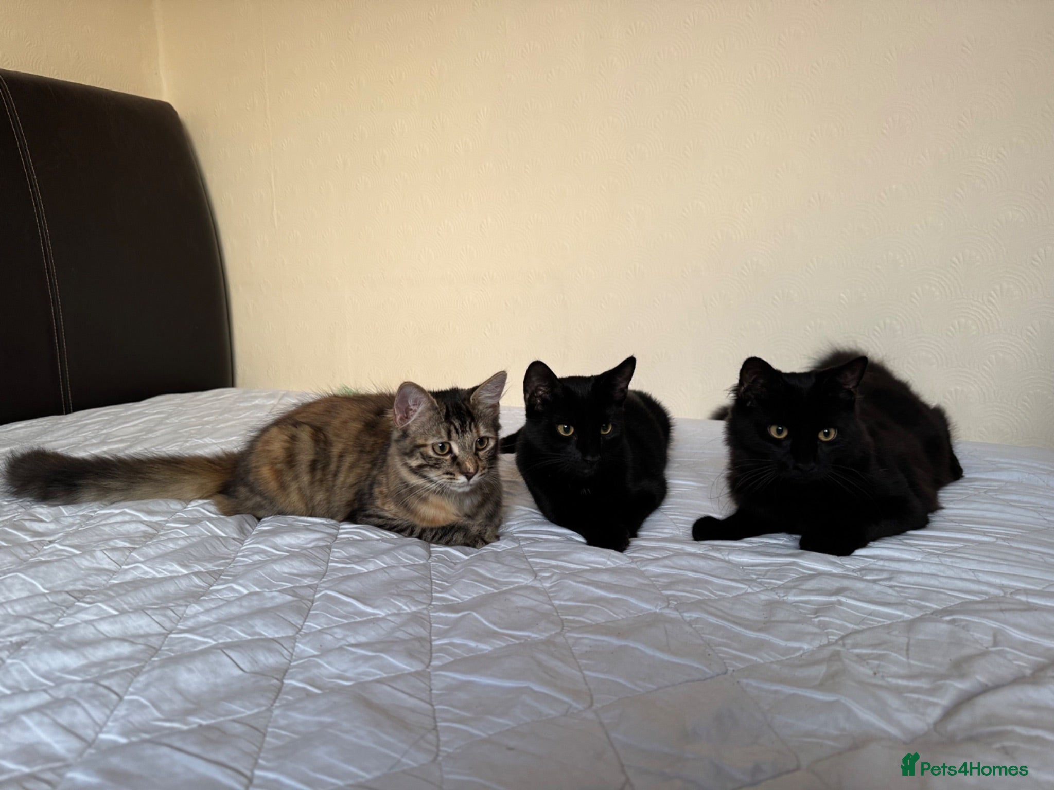 Mixed Breed cats 4 adorable kittens for sale - Advert 1