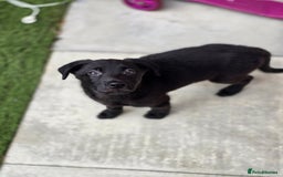 Mixed Breed dogs for sale: Beautiful black Belgain Malinois X Labrador  - Image 12
