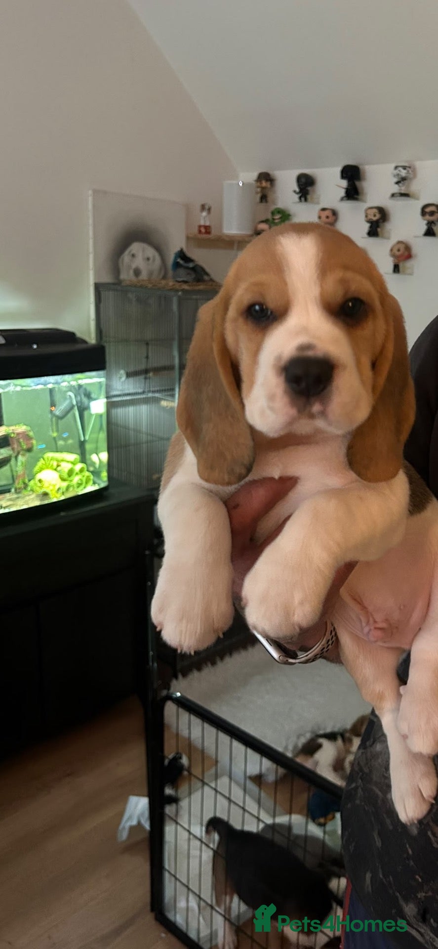 Beagle dogs Beautiful KC registered beagle puppies - Advert 6