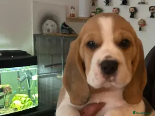 Beagle dogs Beautiful KC registered beagle puppies - Advert 6