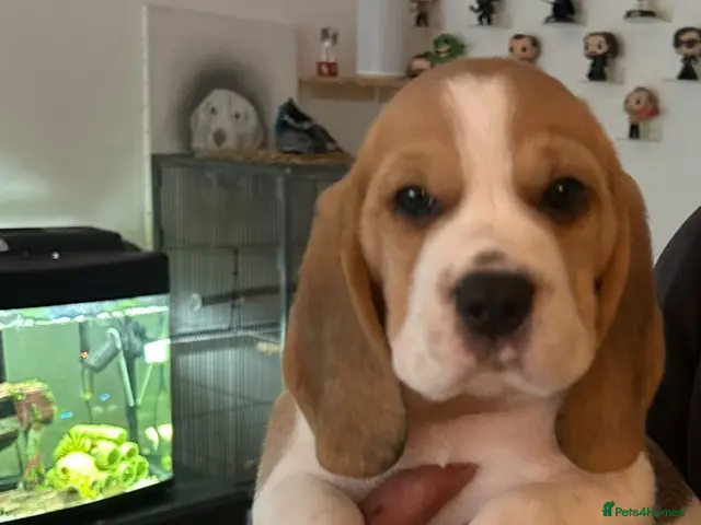 Beagle dogs Beautiful KC registered beagle puppies READY NOW - Advert 10