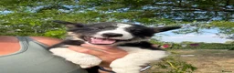Border Collie dogs for sale: Beautiful Tri Border Collies looking for 5⭐️ homes - Advert 24
