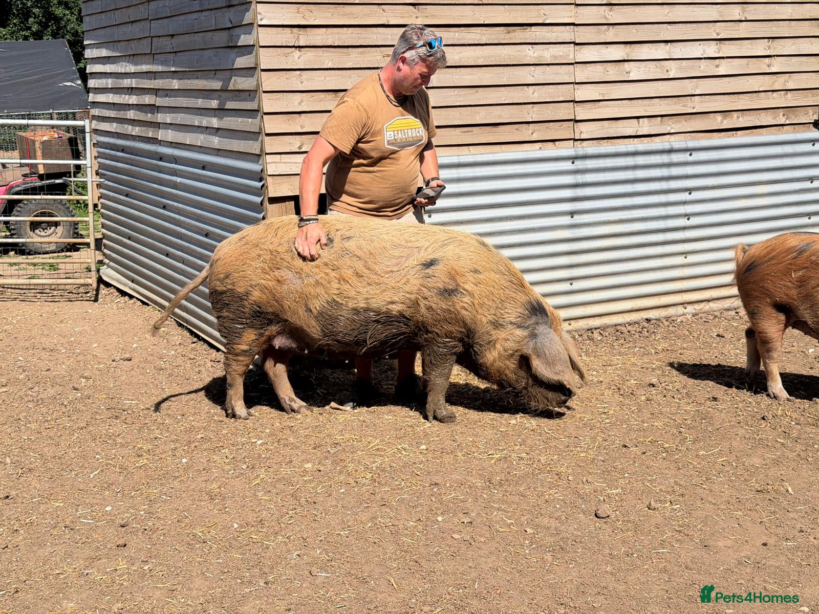 Pig livestock Oxford sandy and black Sow. - Advert 17