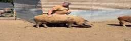 Pig livestock for sale: Oxford sandy and black Sow. - Advert 1