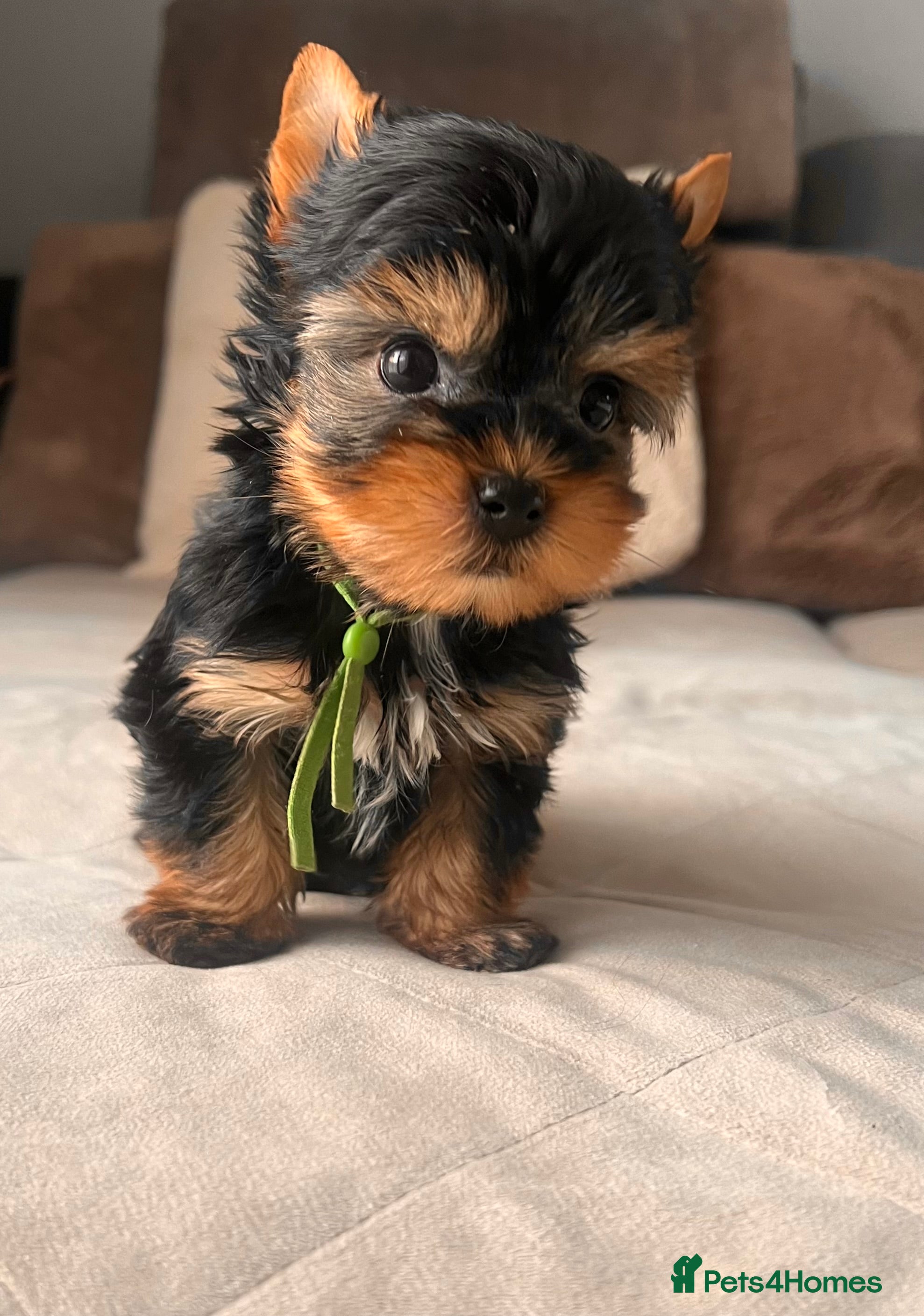 Yorkshire Terrier dogs ❣️Miniature Yorkshire Terriers Only 1 boy avitable - Advert 13