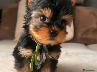 Yorkshire Terrier dogs ❣️Miniature Yorkshire Terriers Only 1 boy avitable - Advert 1