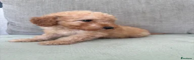 Cockapoo 1