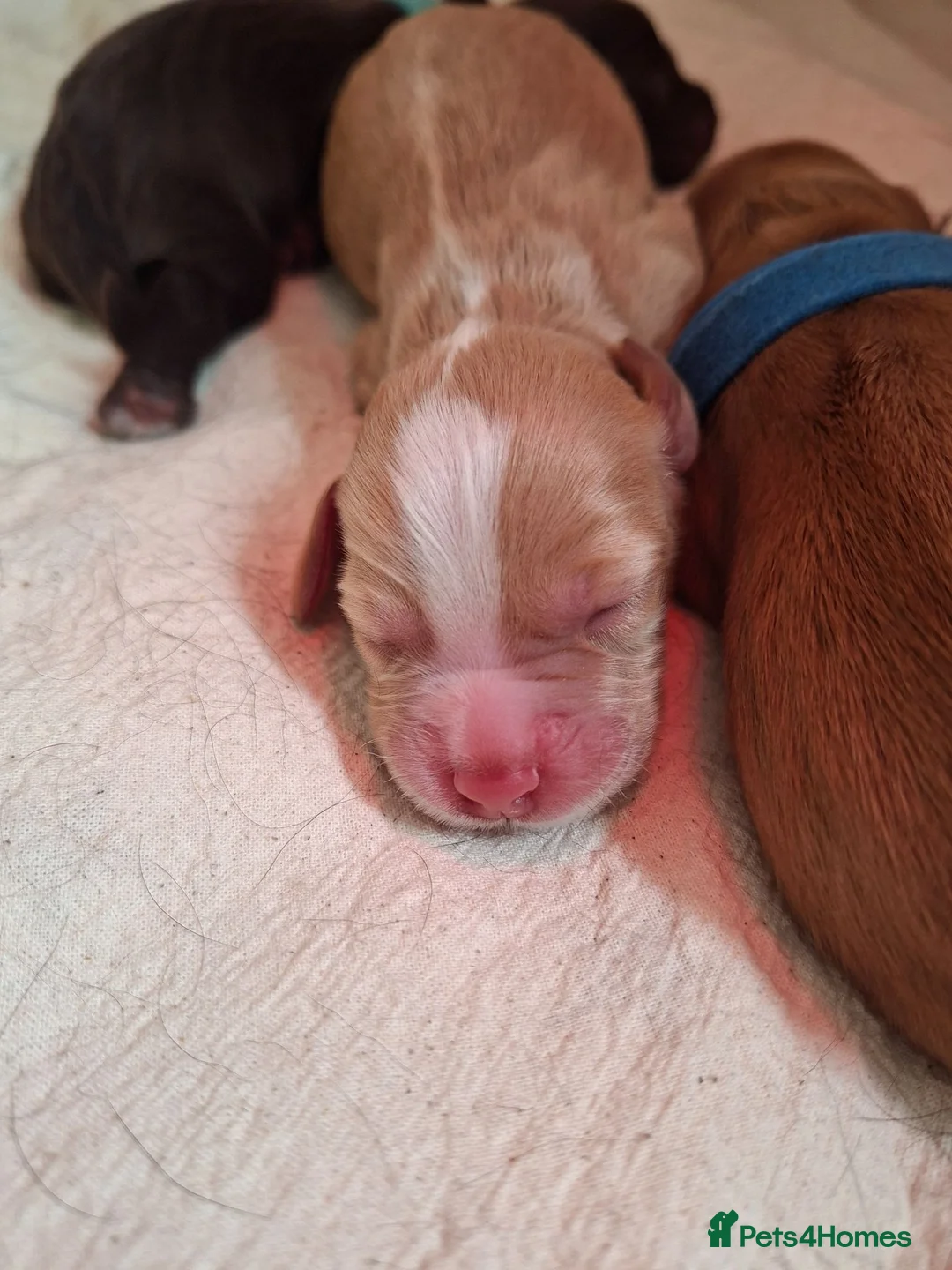 Cocker Spaniel dogs for sale: Working Cocker Spaniel Puppies - Advert 2