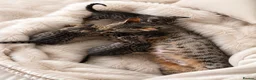 Savannah cats for sale: 🏆 TICA Registered Savannah F4 Kittens - Advert 2