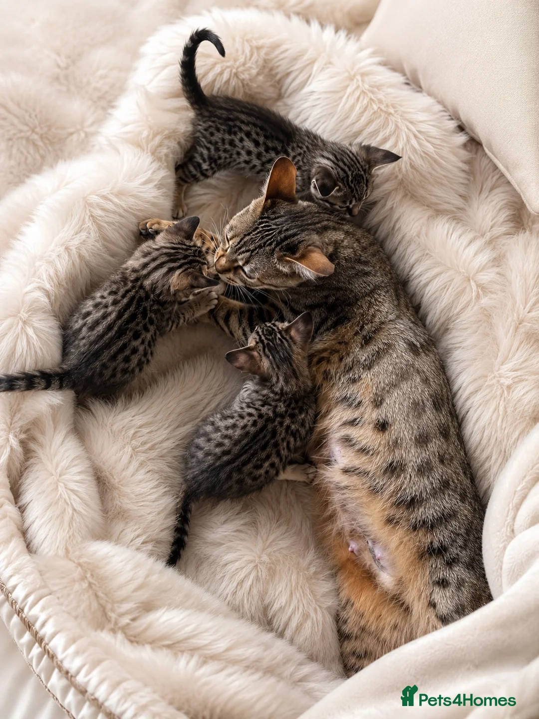 Savannah cats for sale: 🏆 TICA Registered Savannah F4 Kittens - Advert 2
