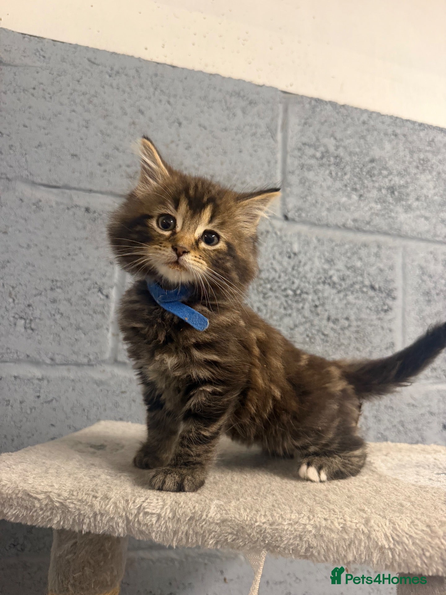 Mixed Breed cats 1 male tabby left! - Advert 16