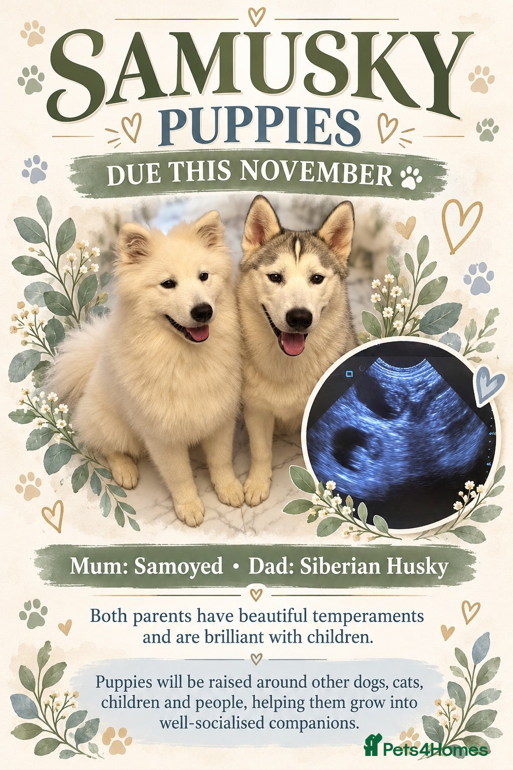 Mixed Breed dogs Samoyed x Siberian husky upcoming litter - Advert 3