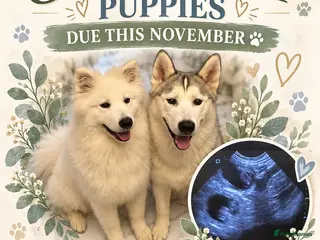 Mixed Breed dogs Samoyed x Siberian husky upcoming litter - Advert 1