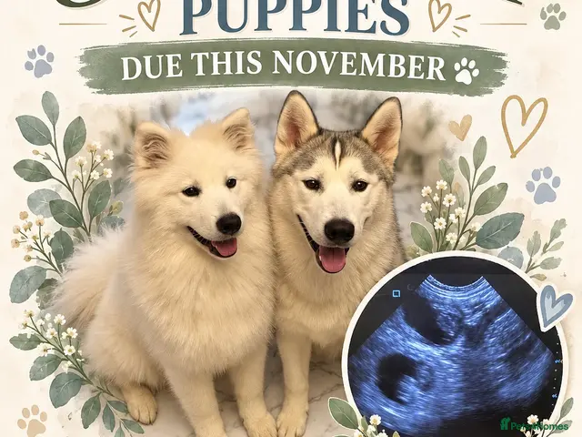Mixed Breed dogs Samoyed x Siberian husky upcoming litter - Advert 6
