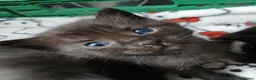 Mixed Breed cats for sale: Six beautiful kittens for sale. - Advert 3