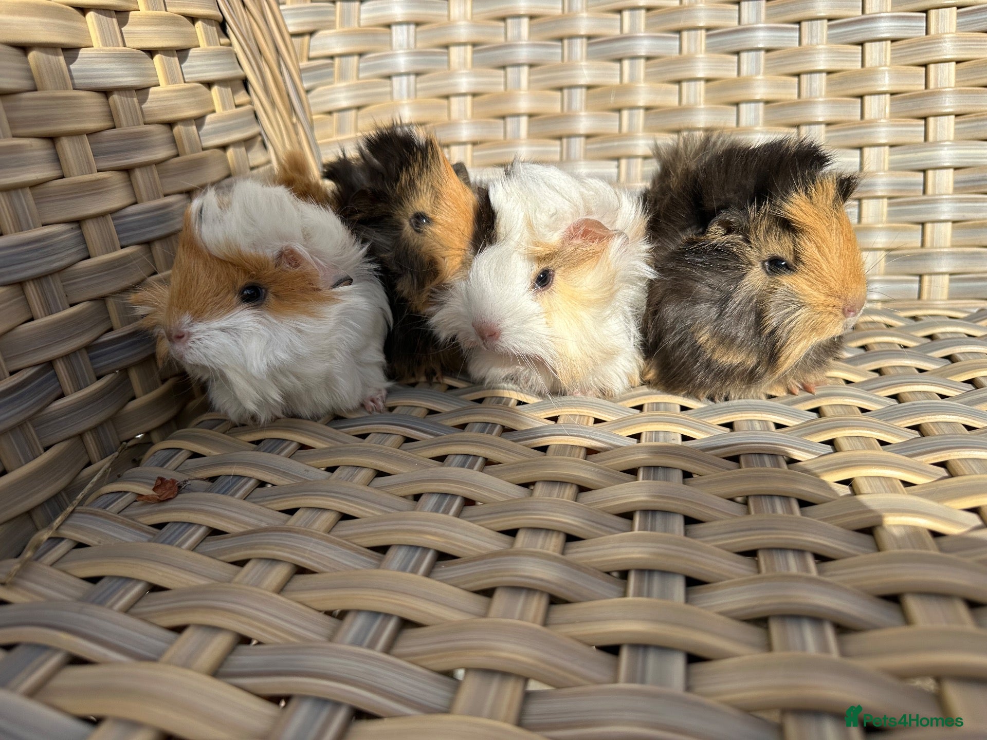Guinea Pig rodents Pretty baby long haired female guinea pigs. - Advert 1