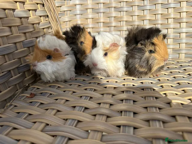 Guinea Pig rodents for sale: SSTC . Pretty long haired female guinea pigs. - Advert 1