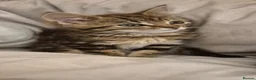 Maine Coon cats for sale: Bengal cross mainecoone kittens  - Advert 6