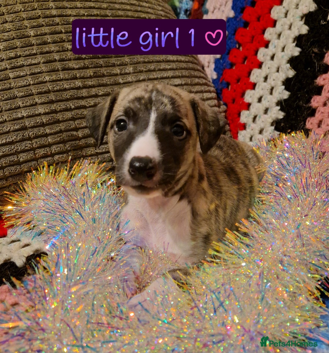 Whippet dogs for sale: Gorgeous whippet puppies - Advert 8